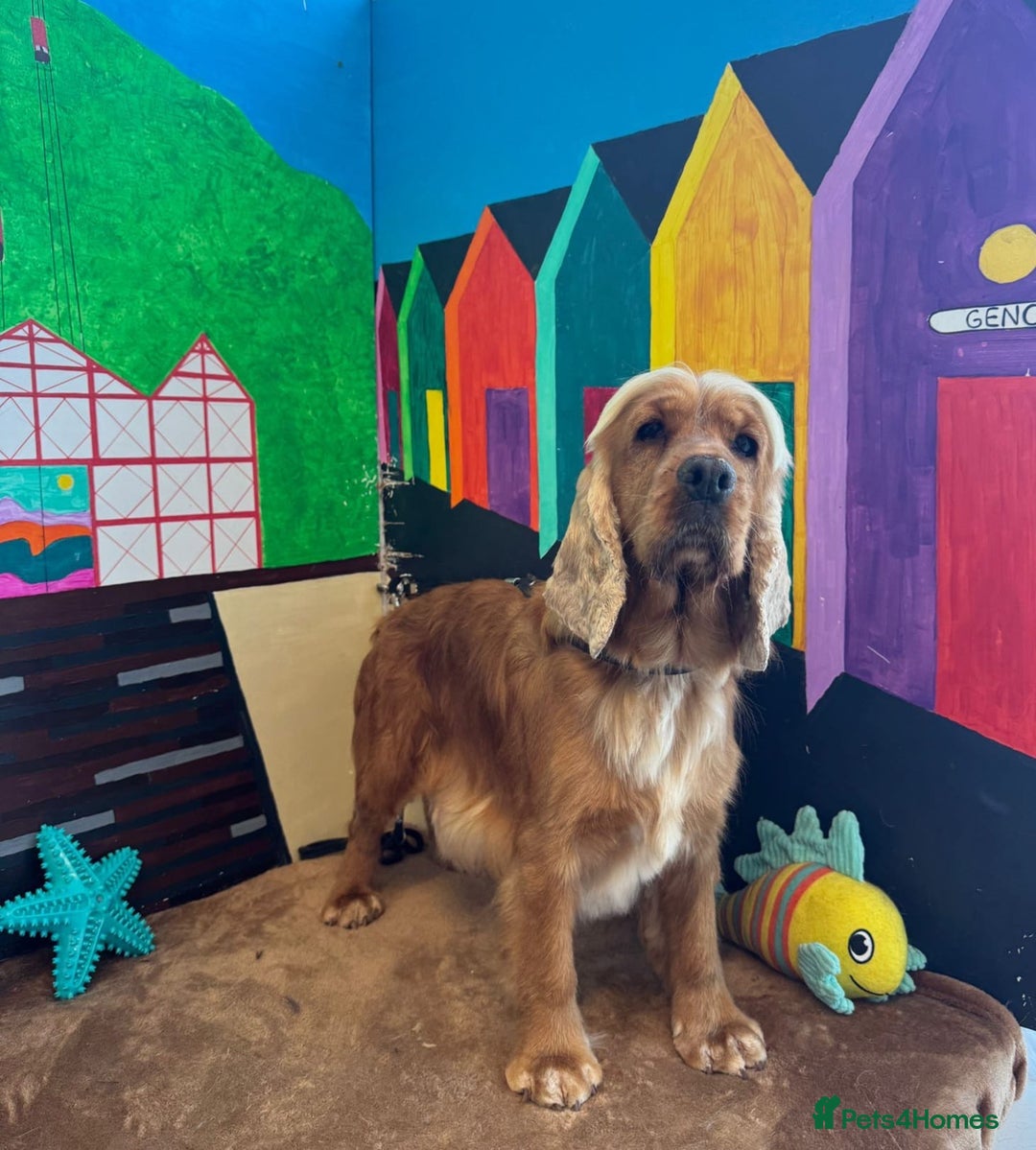 Cocker Spaniel dogs for sale: Top quality fully health tested show cocker pups - Image 4