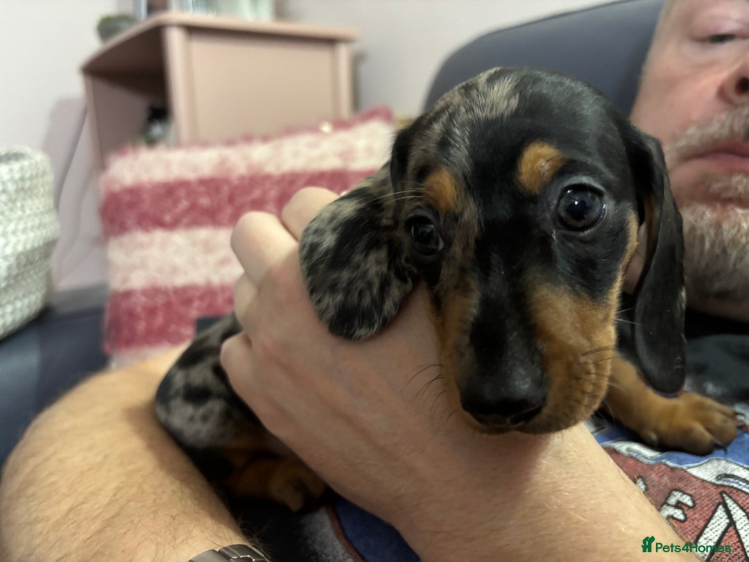 Miniature Dachshund dogs for sale: Stunning Miniature Dachsund pups available  - Image 7