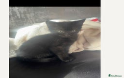 Mixed Breed cats for sale: Ready now beautiful boy chipped - Image 6