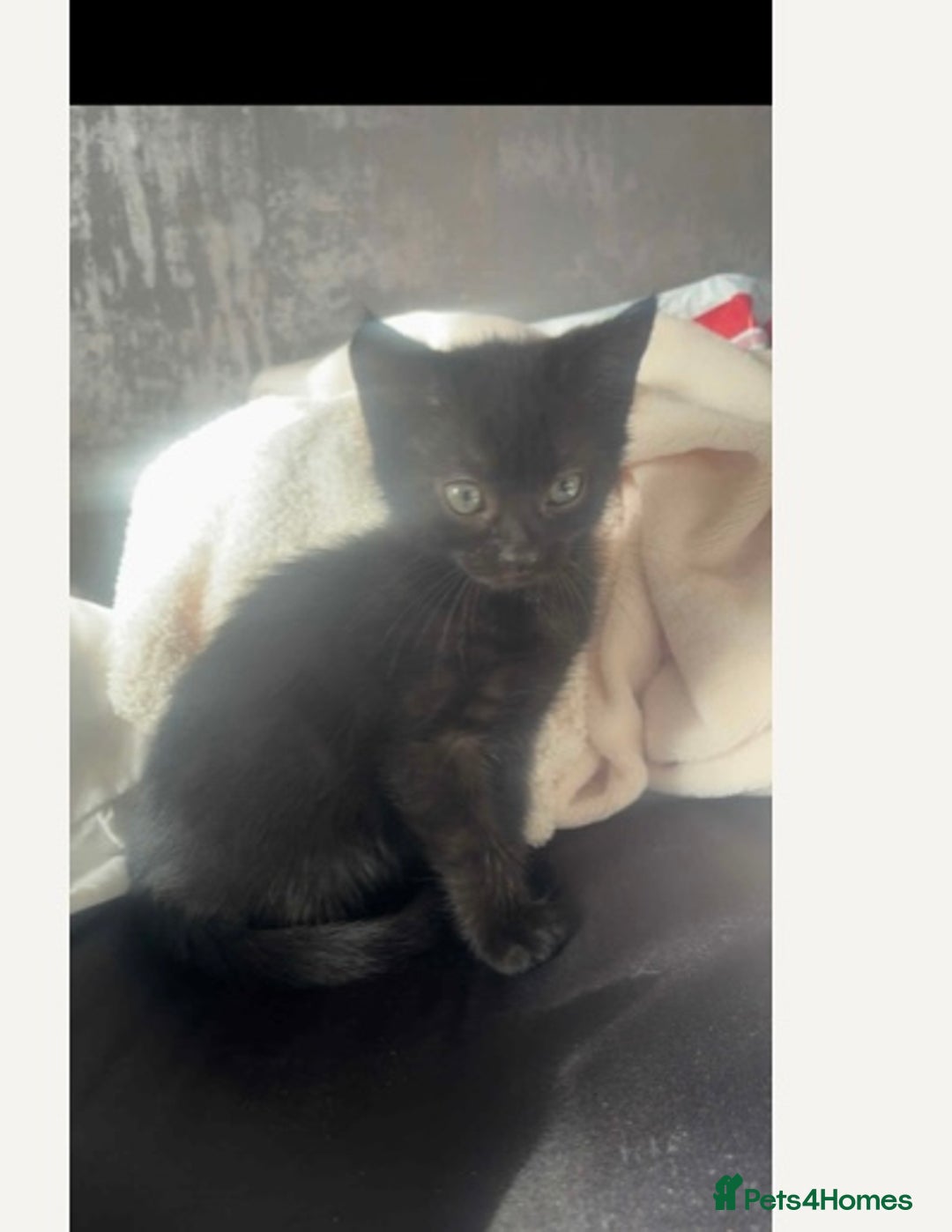 Mixed Breed cats for sale: Ready now beautiful boy chipped - Image 6