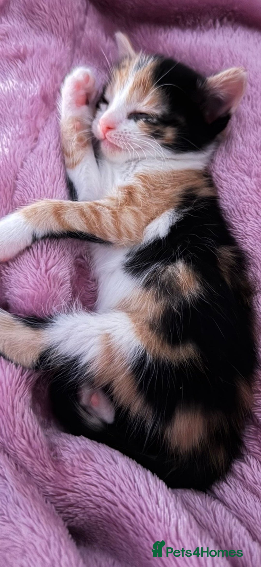 Mixed Breed cats for sale: 6 adorable kittens - Advert 3