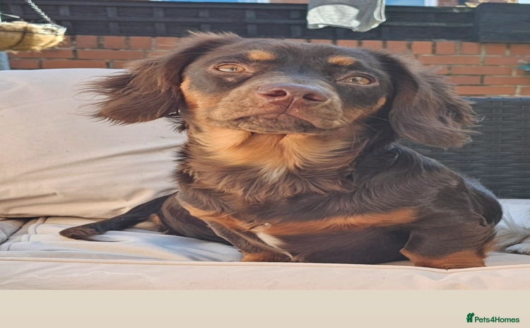 Dachshund dogs - Advert 15