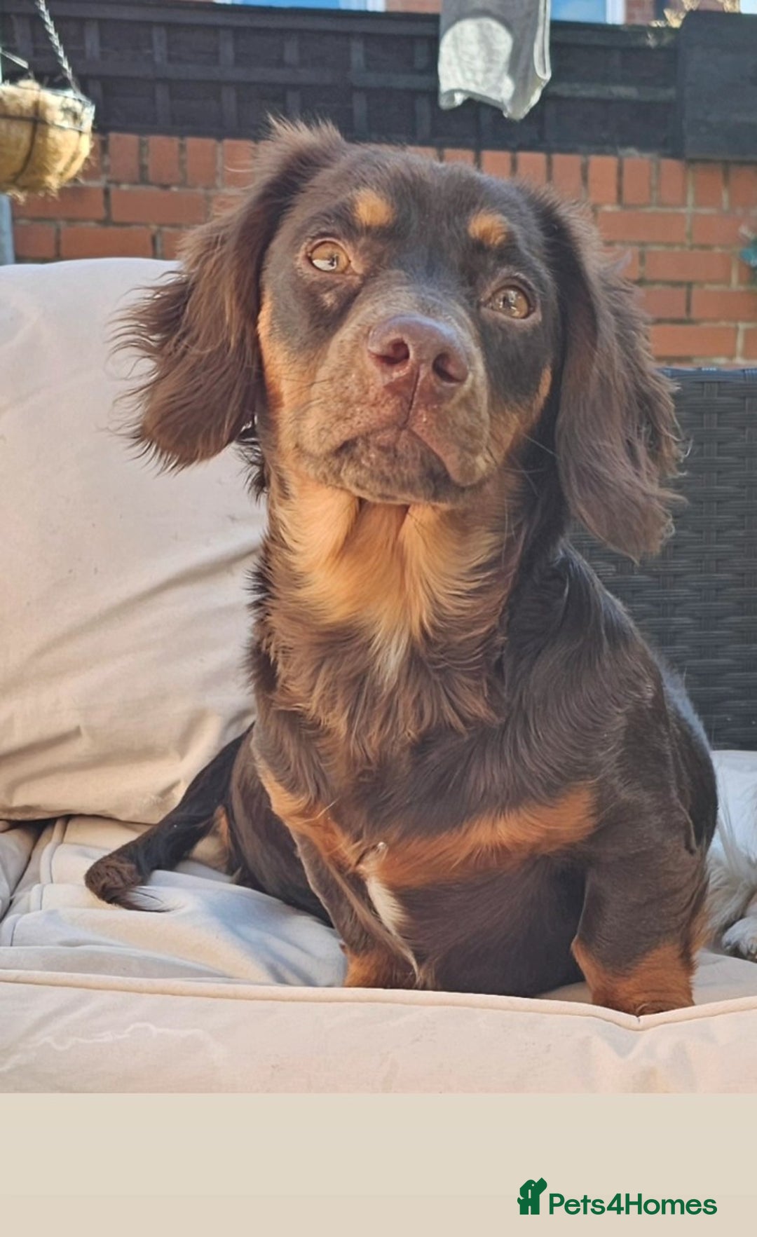 Dachshund dogs for sale: DACHSHUND  - Image 1