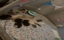 Ragdoll cats for sale: 2 kittens available 1 female, 1 male  - Image 11