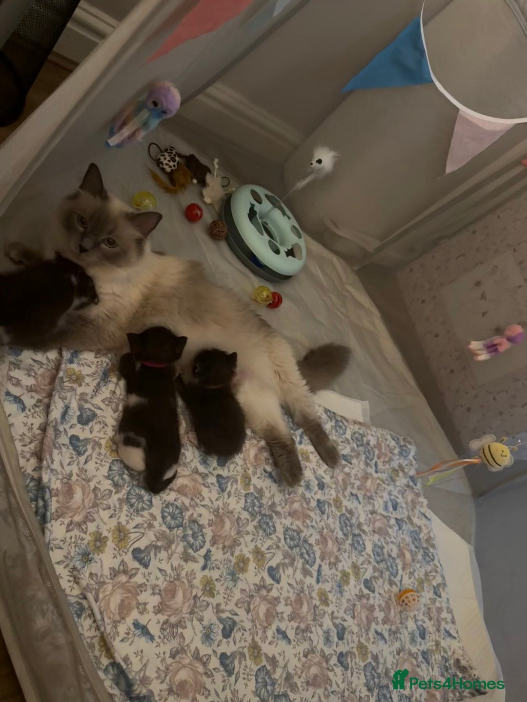 Ragdoll cats for sale: 2 kittens available 1 female, 1 male  - Image 11