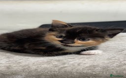 Mixed Breed cats for sale: Beautiful kittens for sale - Image 5