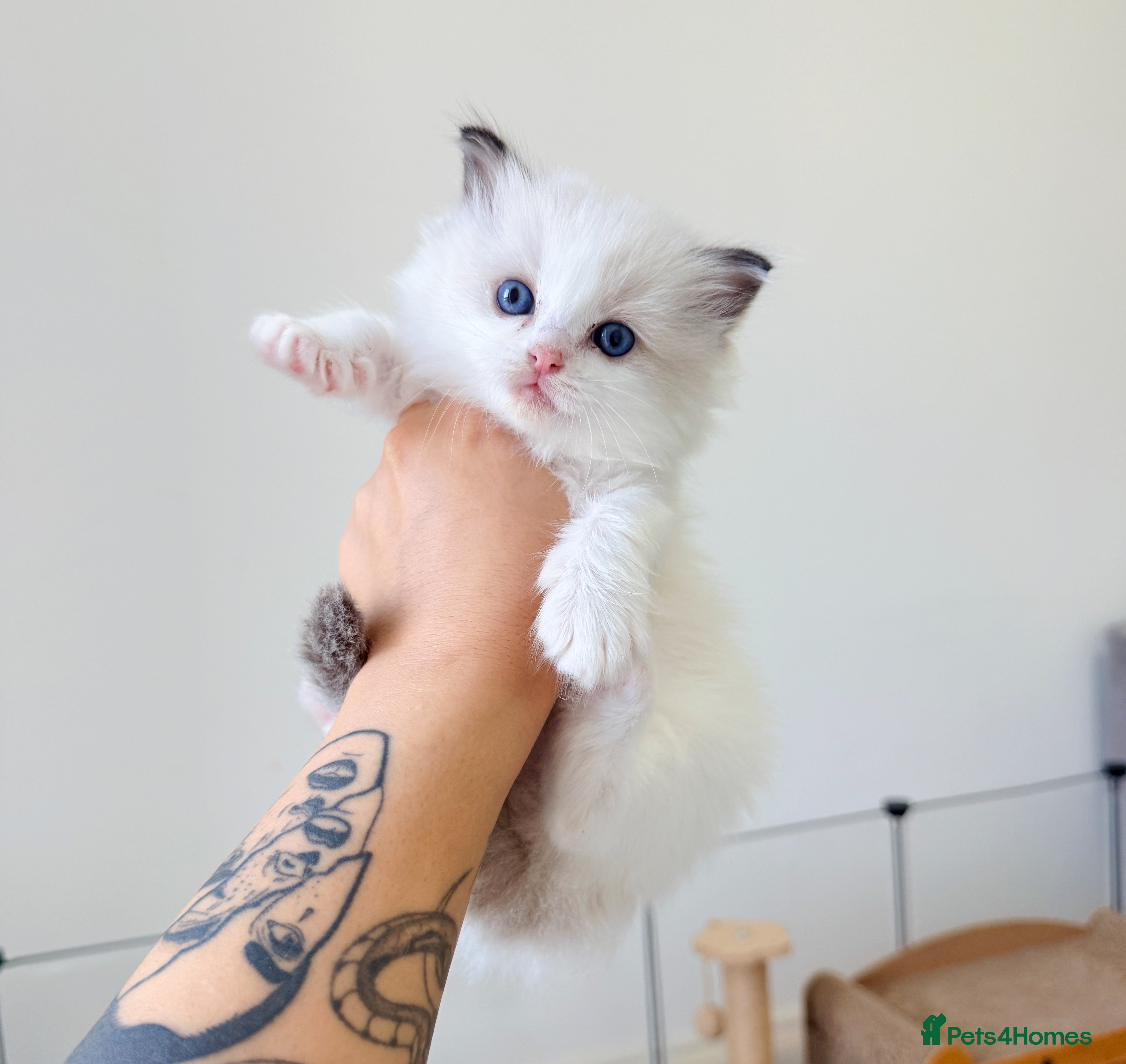 Ragdoll cats ✨ 4 Gorgeous Ragdoll Kittens ✨ - Advert 12