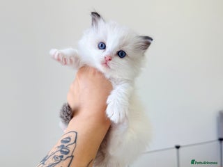 Ragdoll cats ✨ 4 Gorgeous Ragdoll Kittens ✨ - Advert 5