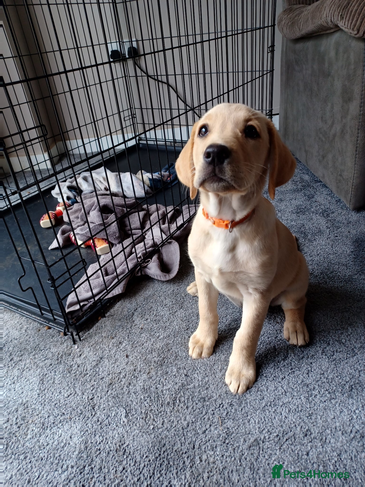 Labrador Retriever dogs Last golden girl looking for her forever home - Advert 1