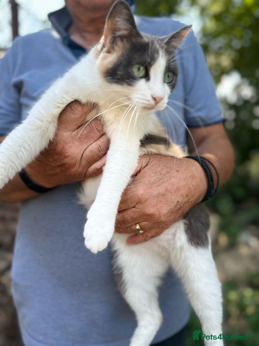 Mixed Breed cats for adoption: TRICKY - a Superb little Cat for a Loving Home - Image 6