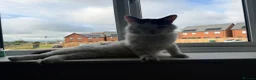 Domestic Shorthair cats for sale: One eyed boy  in Wellingborough - Advert 4