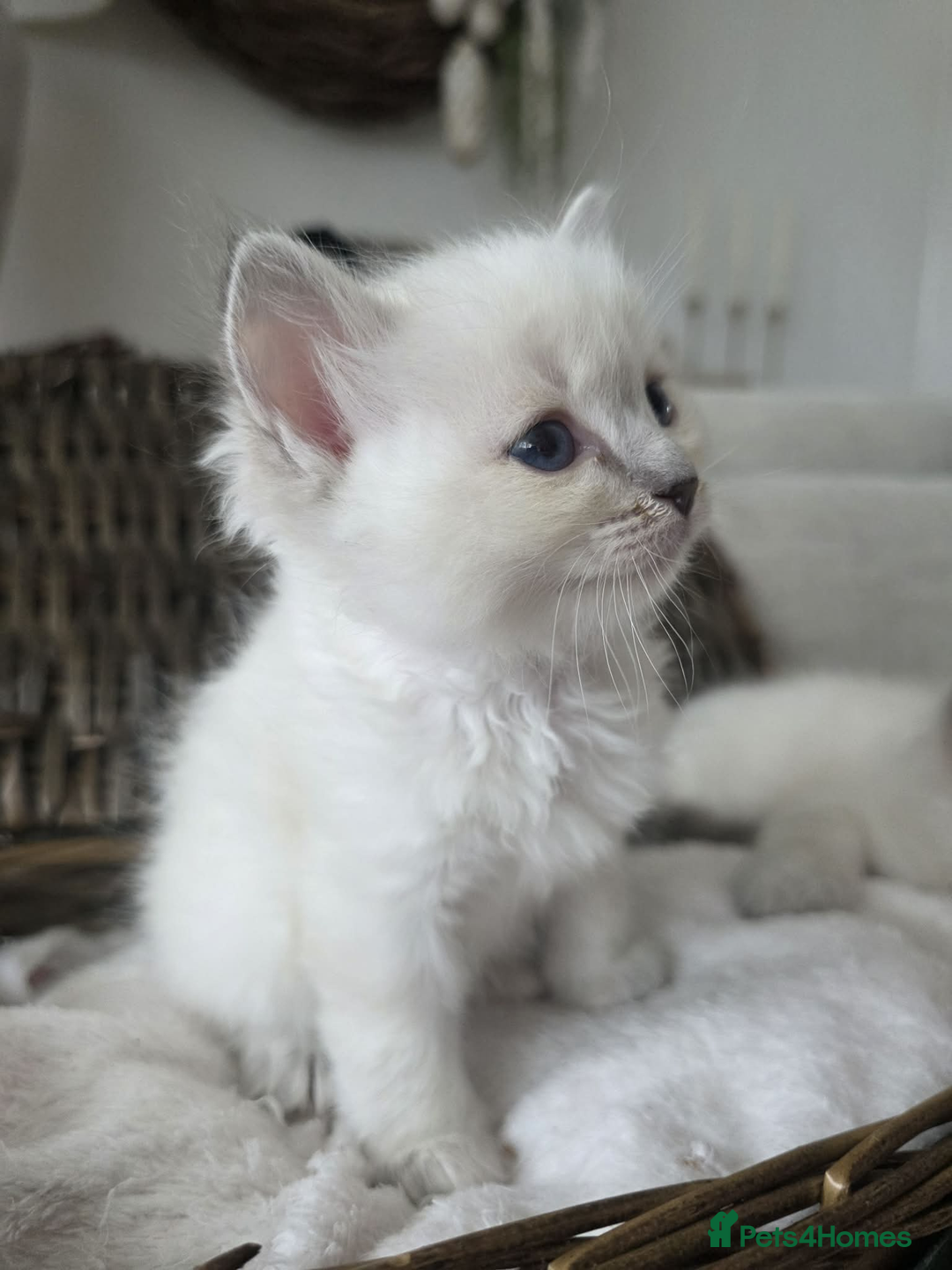 Ragdoll cats for sale: ✨RARE ALL LILAC LITTER GCCF&TICA Ragdoll Kittens✨ - Advert 35