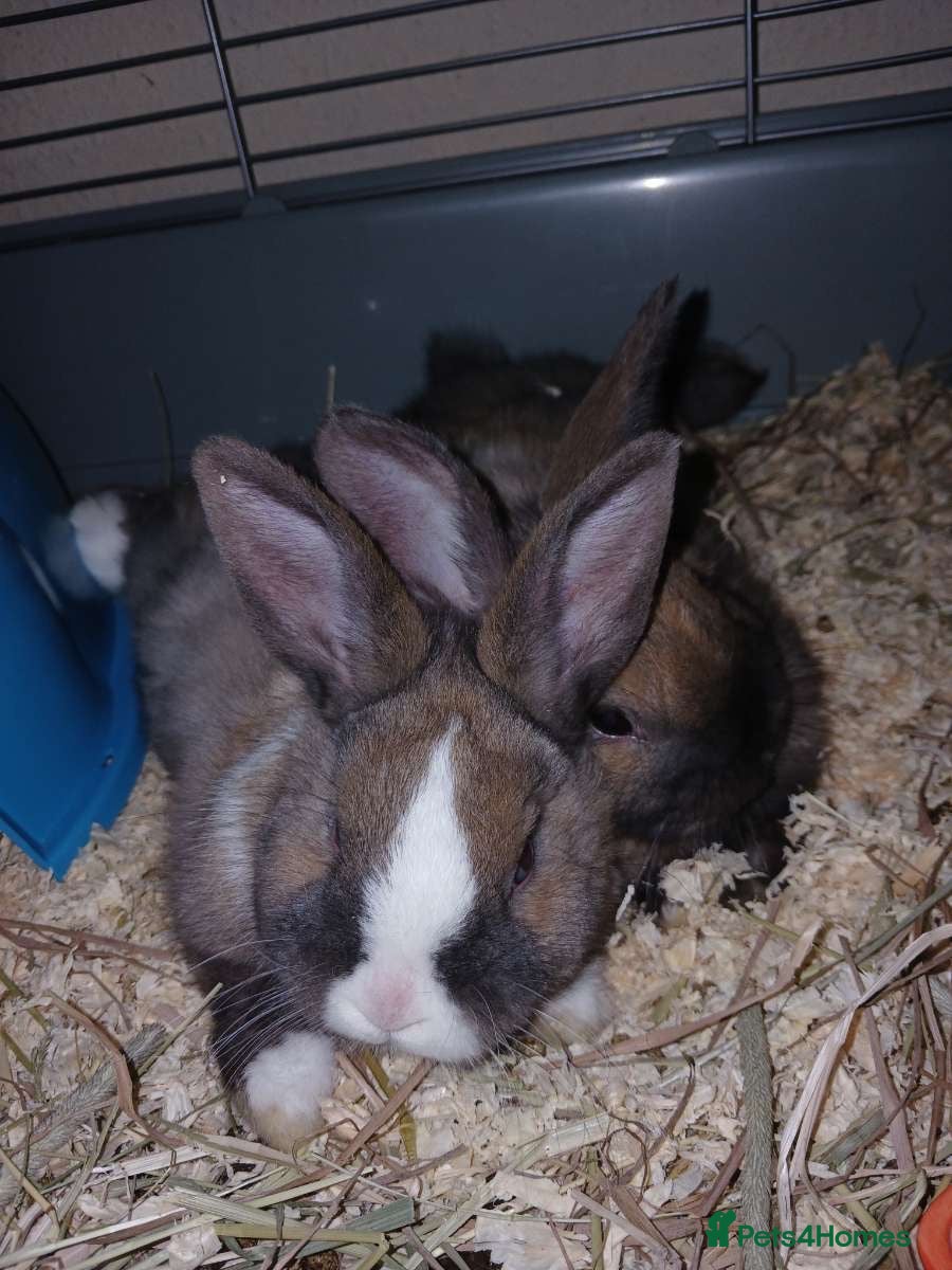 Mixed Breed rabbits 2 female rabbits and cage  - Advert 4