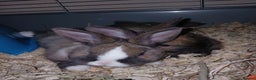 Mixed Breed rabbits for sale: 2 female rabbits and cage  - Advert 1