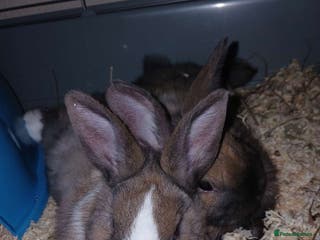 Mixed Breed rabbits 2 female rabbits and cage - Advert 1