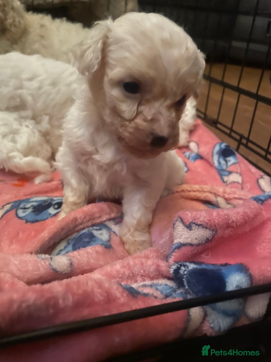 Bichon Frise dogs for sale: BEAUTIFUL BICHONS  - Advert 2