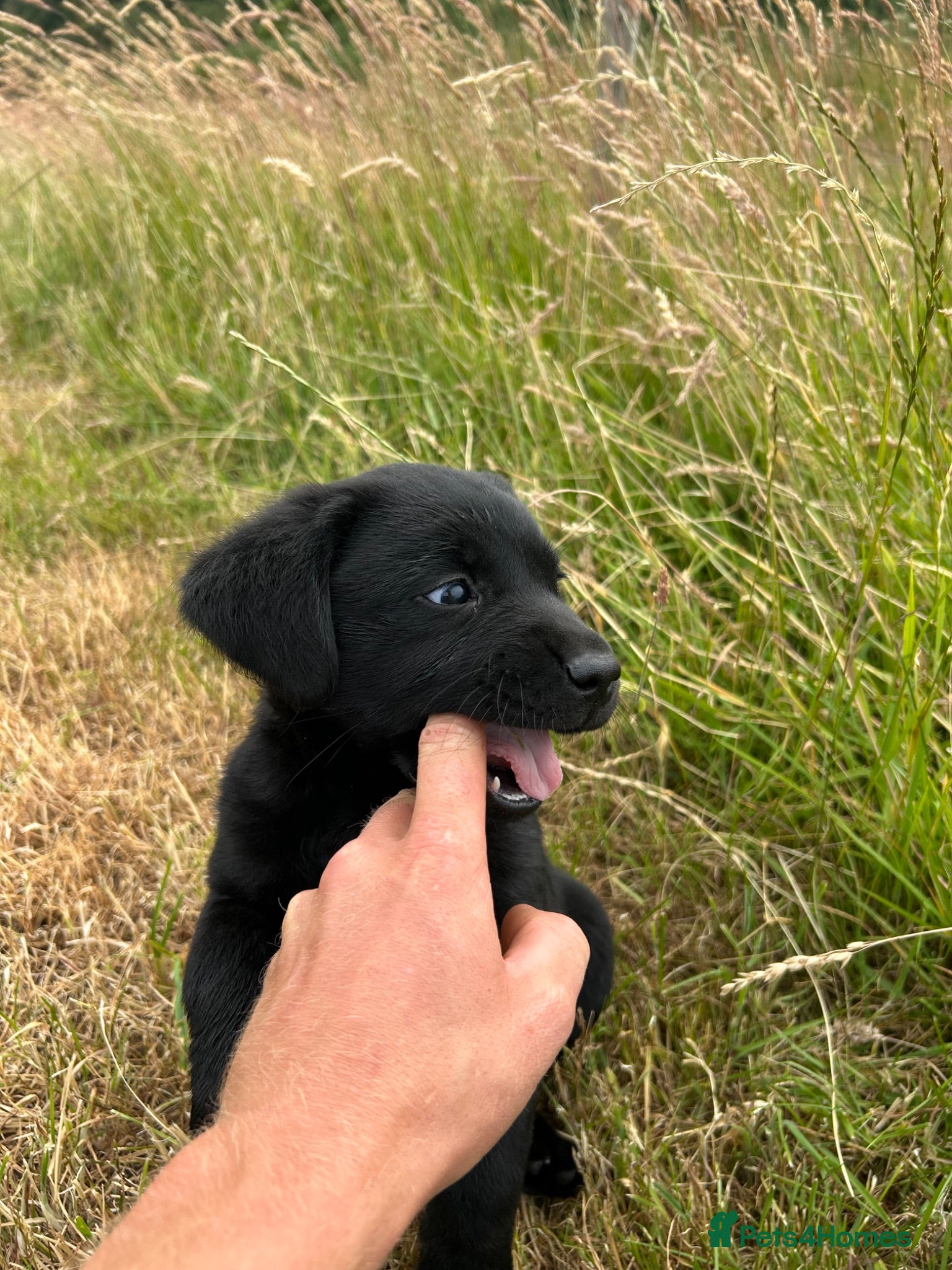 Labrador Retriever dogs Fabulous Male Black Lab puppy for sale. - Advert 7