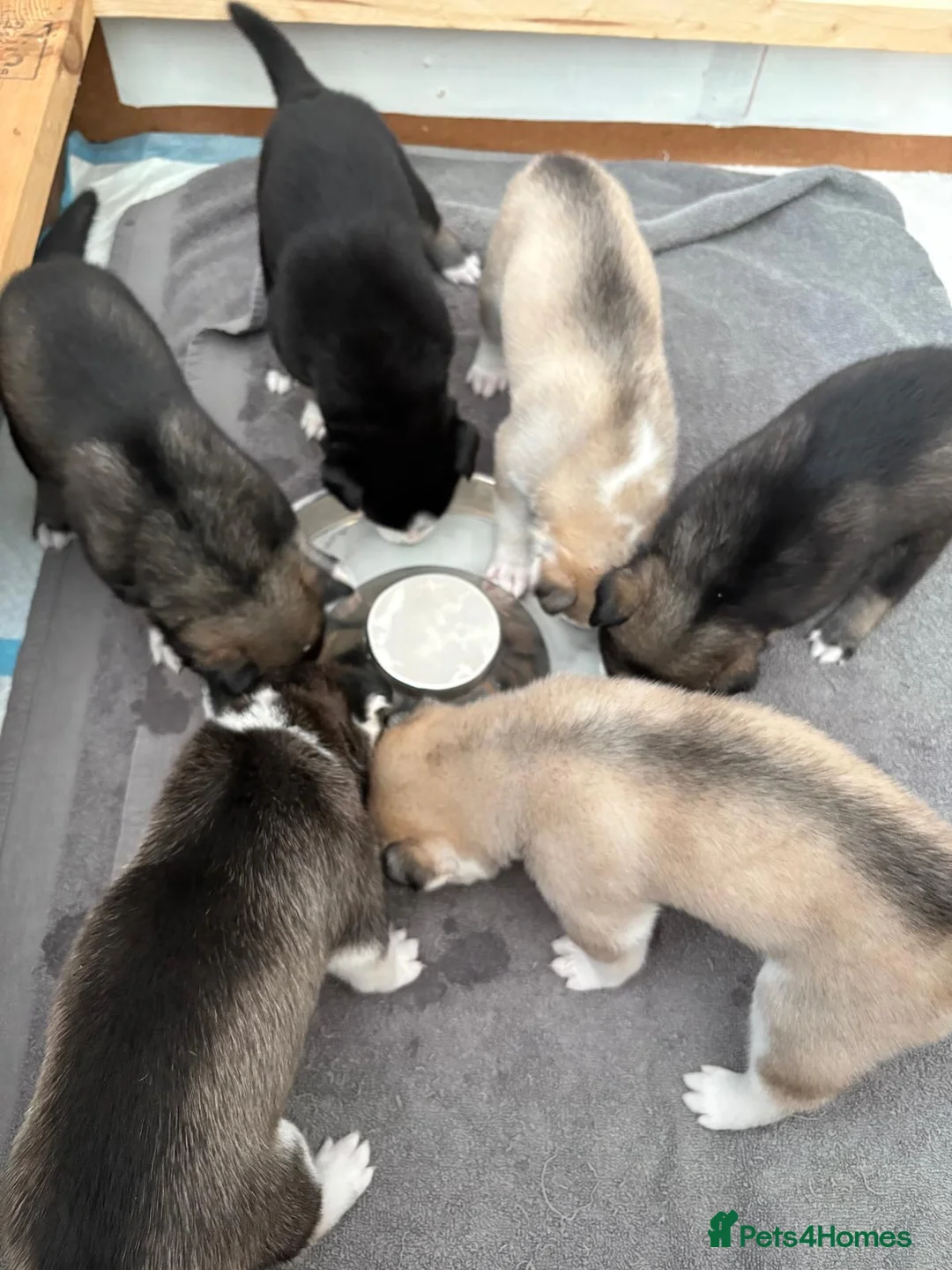 Siberian Husky dogs for sale: Gorgeous Siberian husky puppies - Advert 9