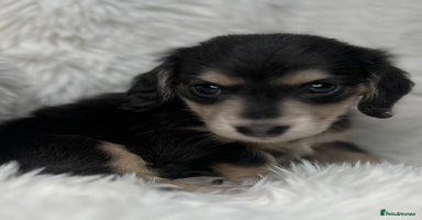 Dachshund dogs - Advert 10