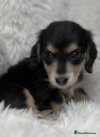 Dachshund dogs - Advert 10