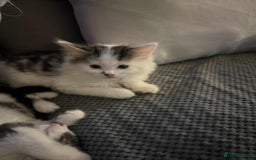 Mixed Breed cats for sale: Bengal/Maine Coone cross - Image 2
