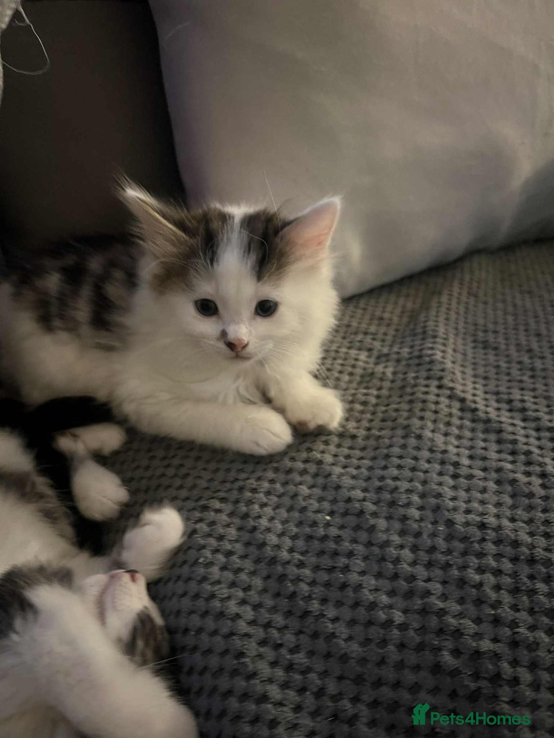 Mixed Breed cats for sale: Bengal/Maine Coone cross - Image 2