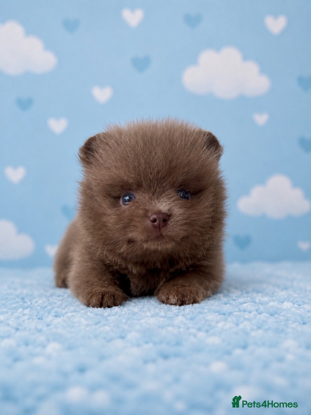 Pomeranian dogs ✨Teddy Bear Pom Puppies Ready to Melt Hearts✨ - Advert 2
