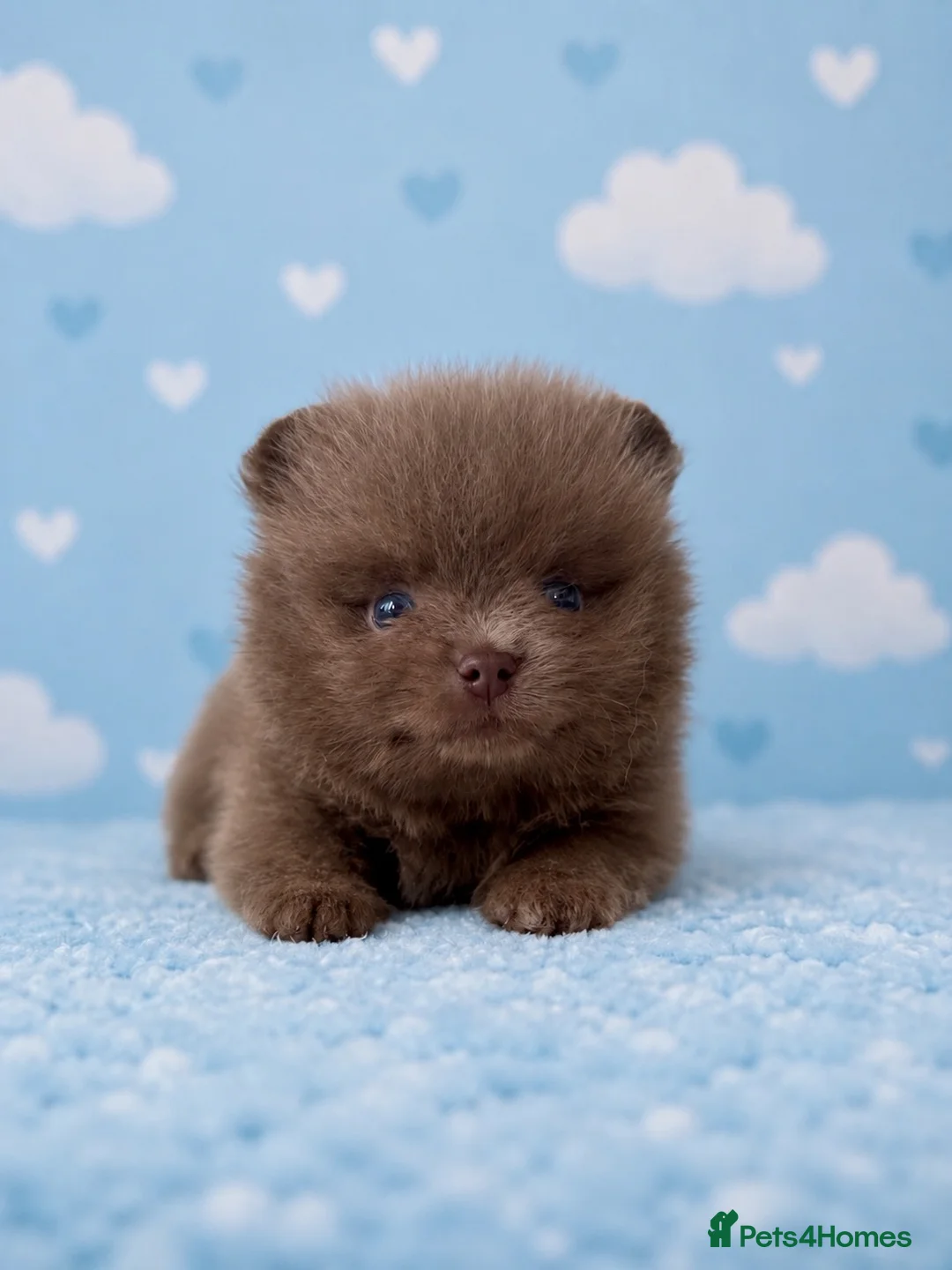 Pomeranian dogs for sale: ✨Teddy Bear Pom Puppies Ready to Melt Hearts✨ - Advert 2