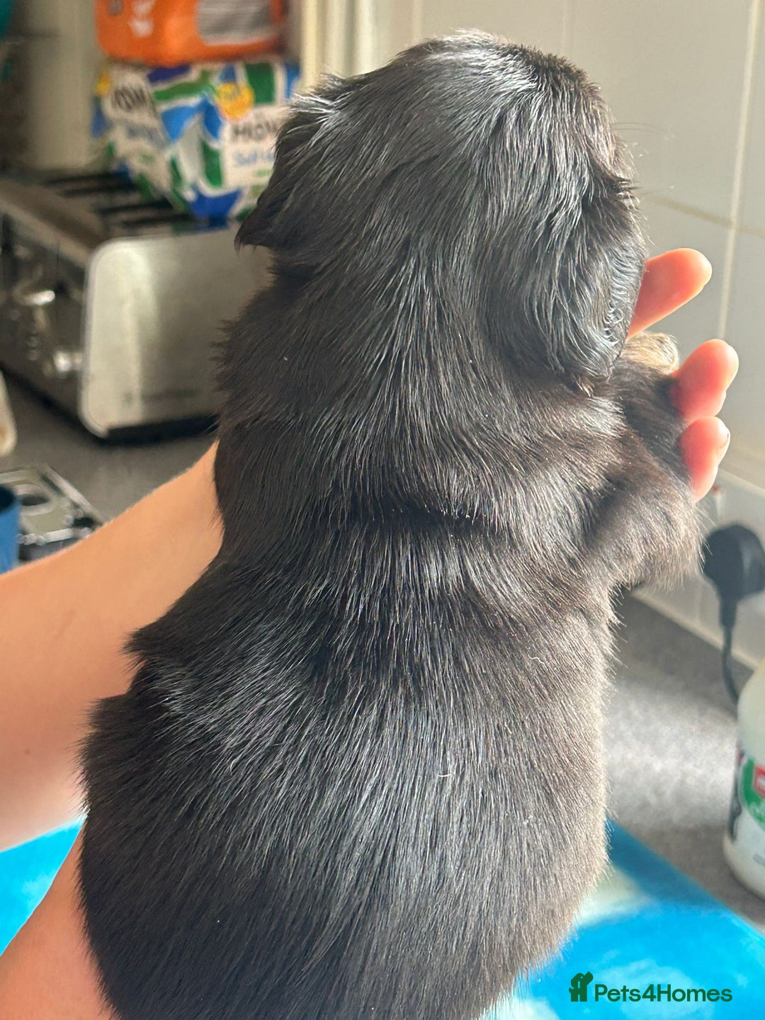 French Bulldog dogs for sale: Furry french bulldogs - Image 4