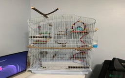 Budgerigars birds for sale: Budgie for rehoming with cage - Image 3