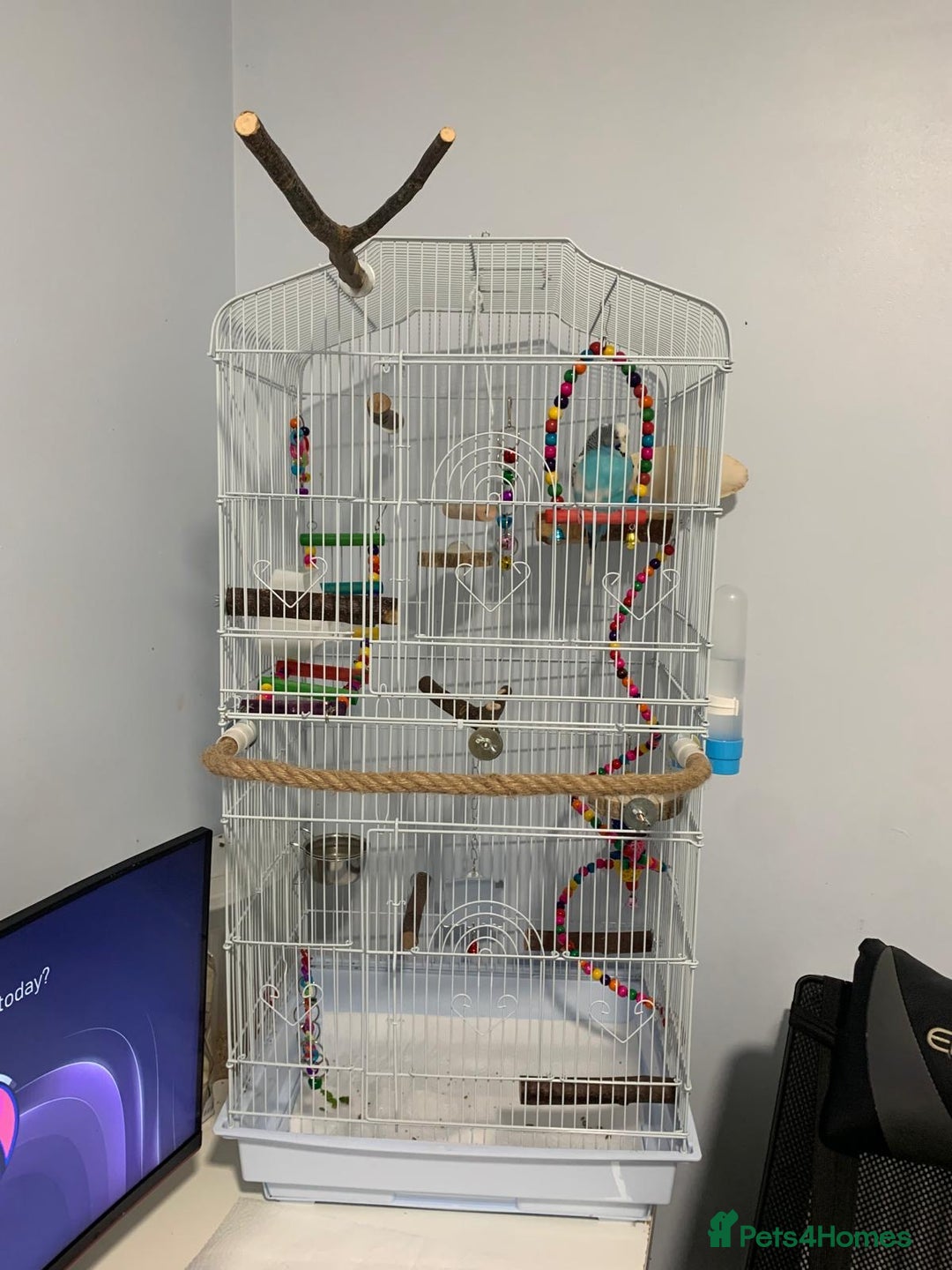 Budgerigars birds for sale: Budgie for rehoming with cage - Image 3