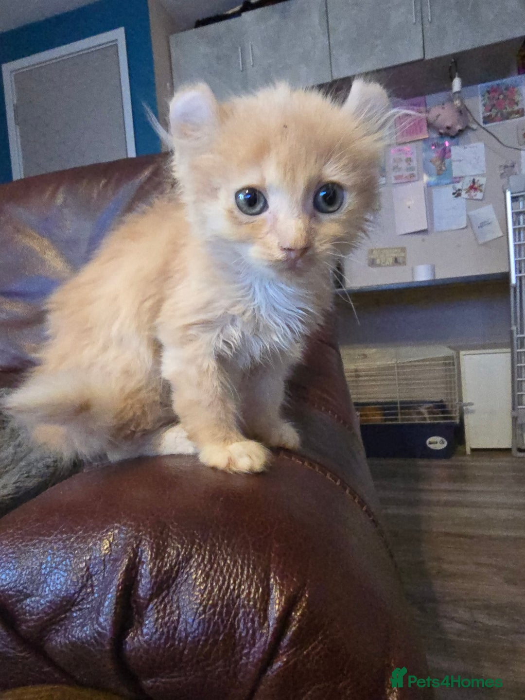 Mixed Breed cats for sale: Beautiful boy and girl  - Advert 5