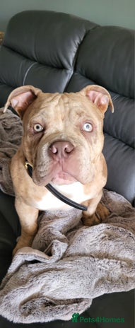 American Bully dogs - Advert 16
