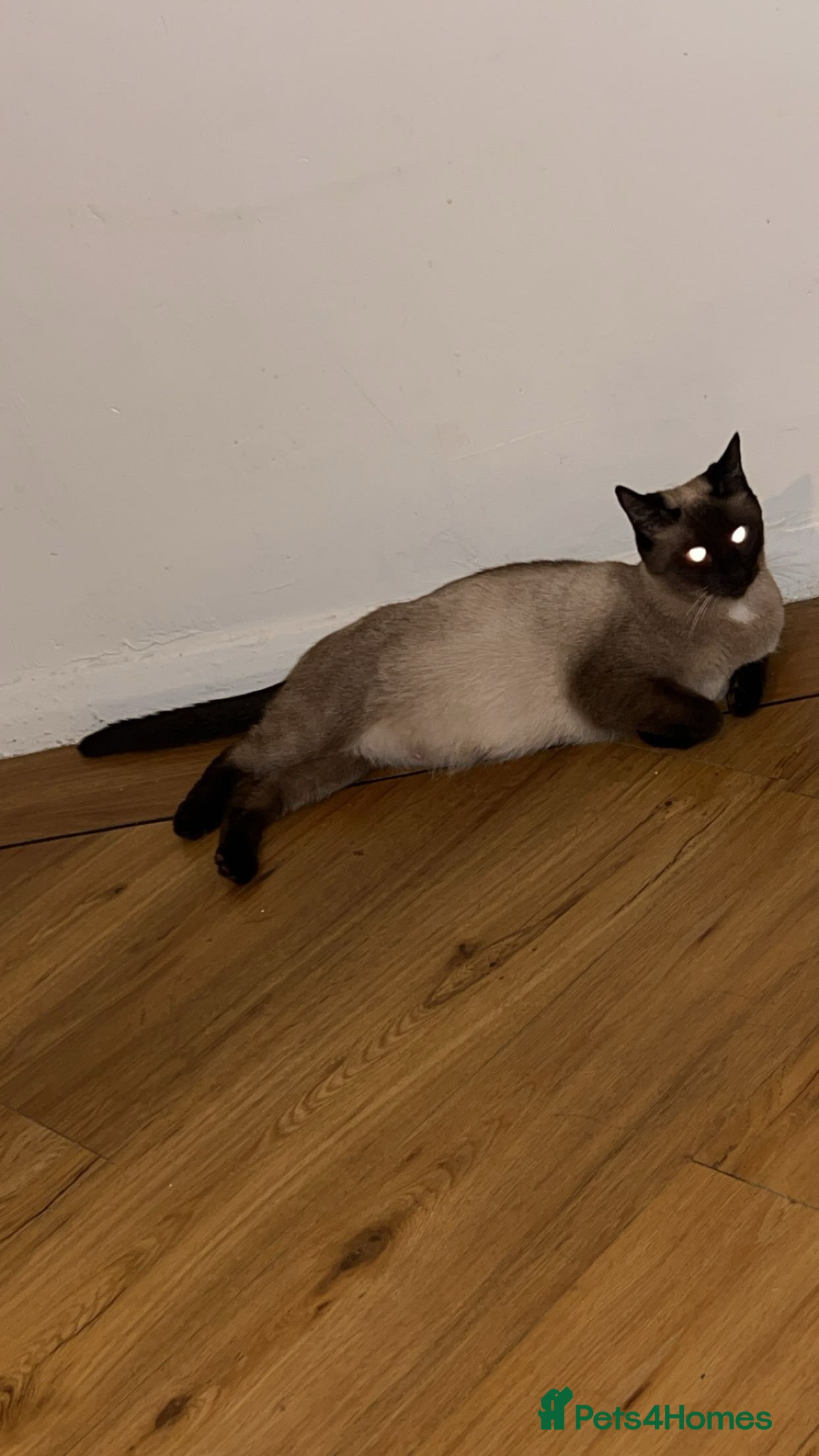 Perdoll cats Beautiful perdoll babies ❤️ - Advert 1