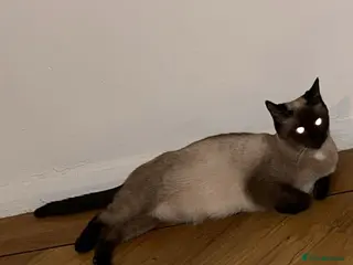 Perdoll cats Beautiful perdoll babies ❤️ - Advert 1