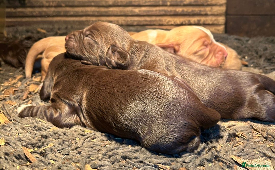 Cocker Spaniel dogs for sale: Gorgeous Cocker Spaniel puppies  - Advert 2