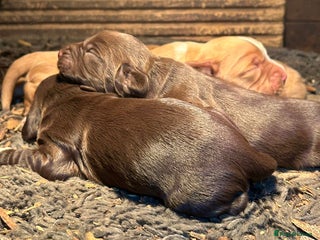 Cocker Spaniel dogs Gorgeous Cocker Spaniel puppies - Advert 8