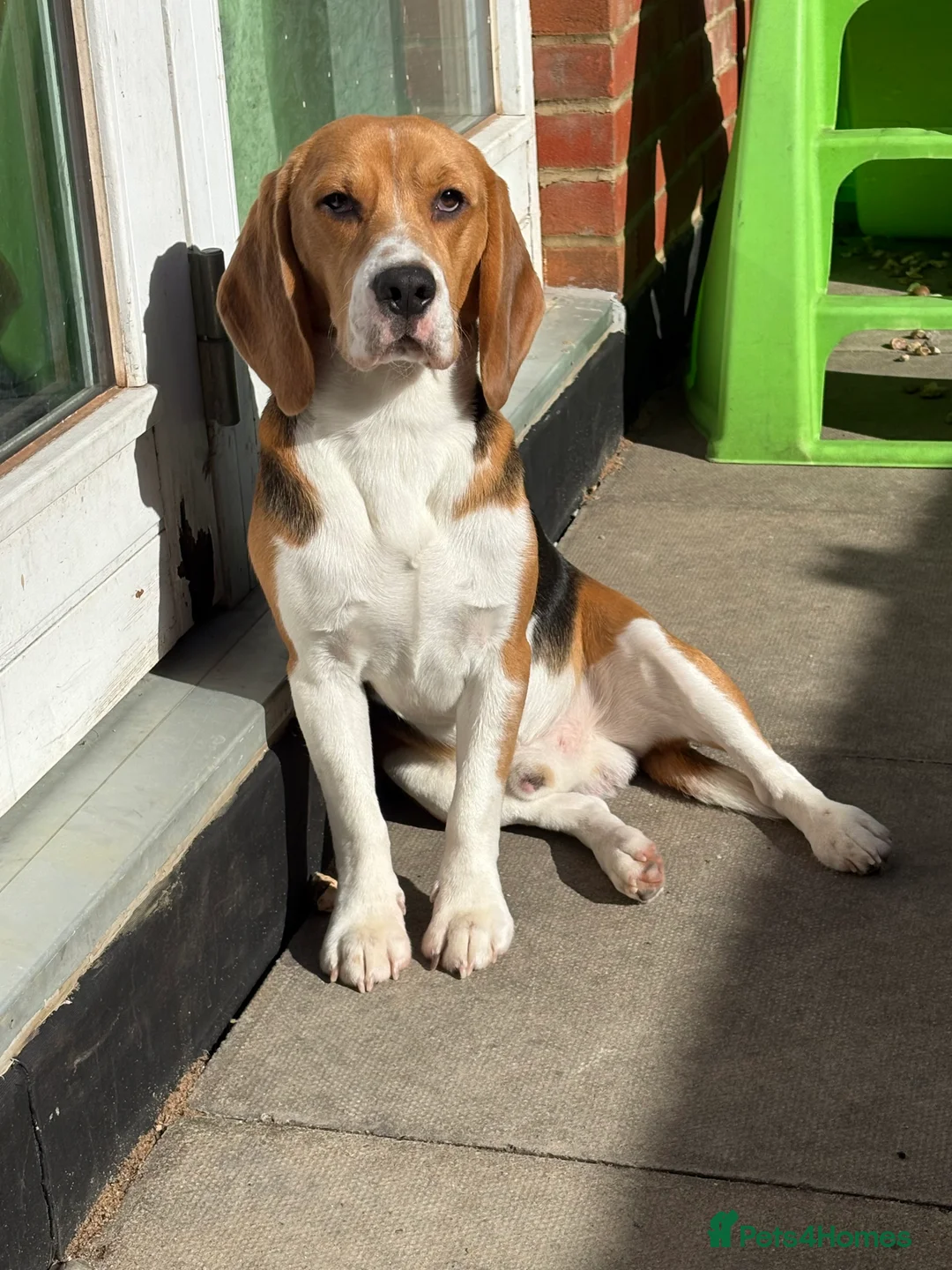 Beagle dogs for sale: Boy beagle  - Advert 1