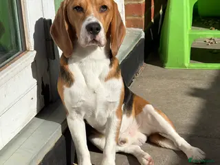 Beagle dogs Boy beagle - Advert 6