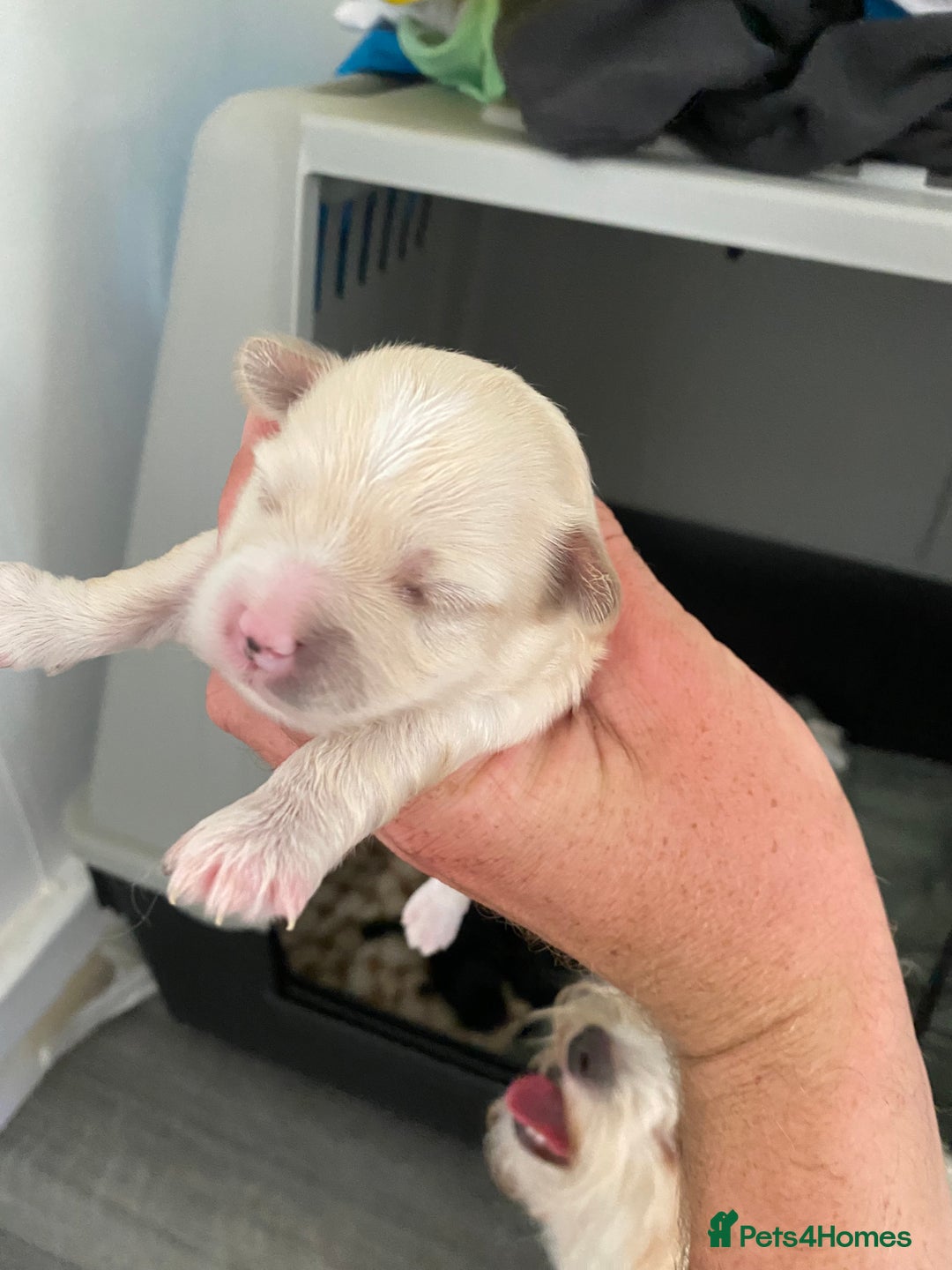 Maltipoo dogs for sale: Stunning maltipoo puppy’s  - Image 1