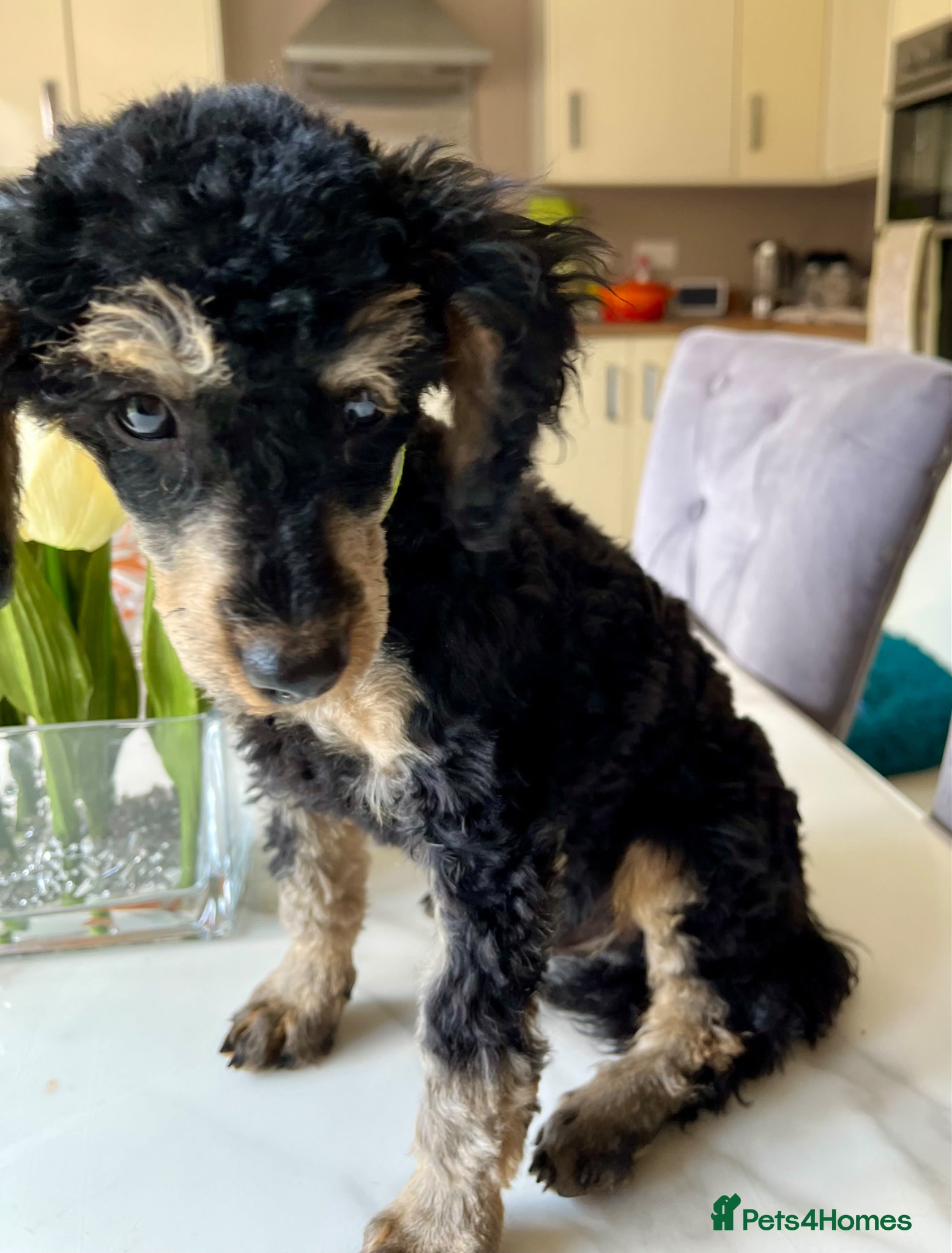 Toy Poodle dogs Toy Poodle puppies KC reg heath and DNA clear - Advert 8