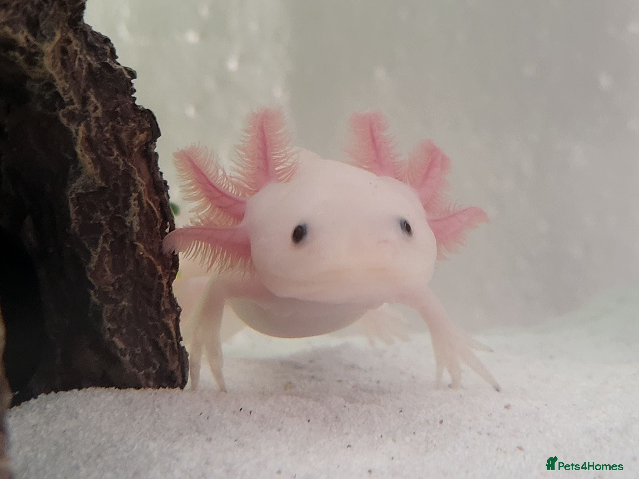 Axolotl reptiles Axolotls & Full Setup - Advert 1