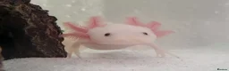 Axolotl reptiles for sale: Axolotls & Full Setup - Advert 1