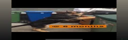 German Shepherd dogs for stud: German shepherd for Stud  in Bury - Advert 6