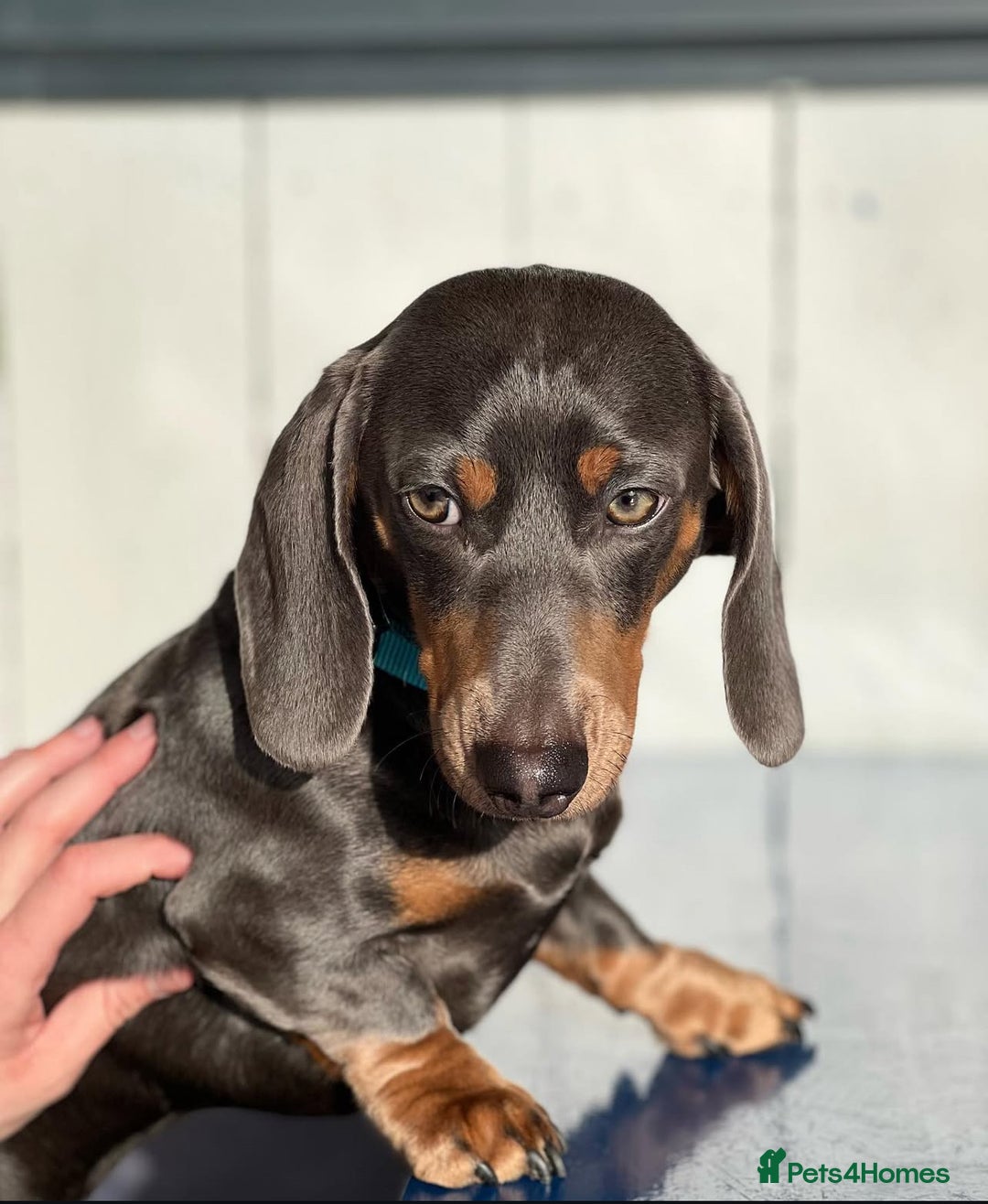 Miniature Dachshund dogs for stud: Short Haired Miniature Blue and Tan for Stud - Advert 2