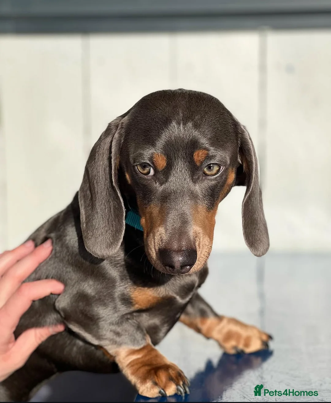 Miniature Dachshund dogs for stud: Short Haired Miniature Blue and Tan for Stud - Advert 2