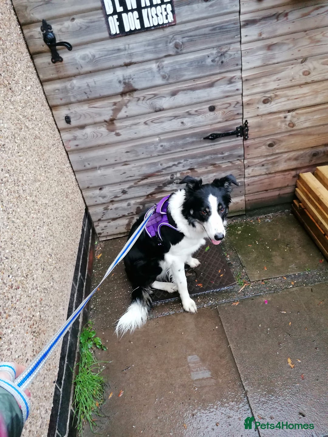 Border Collie dogs for adoption: ❤️Millie fabulous  18-month-old Border Collie ❤️ - Advert 15