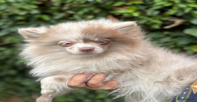 Pomeranian dogs in Ongar - Advert 3