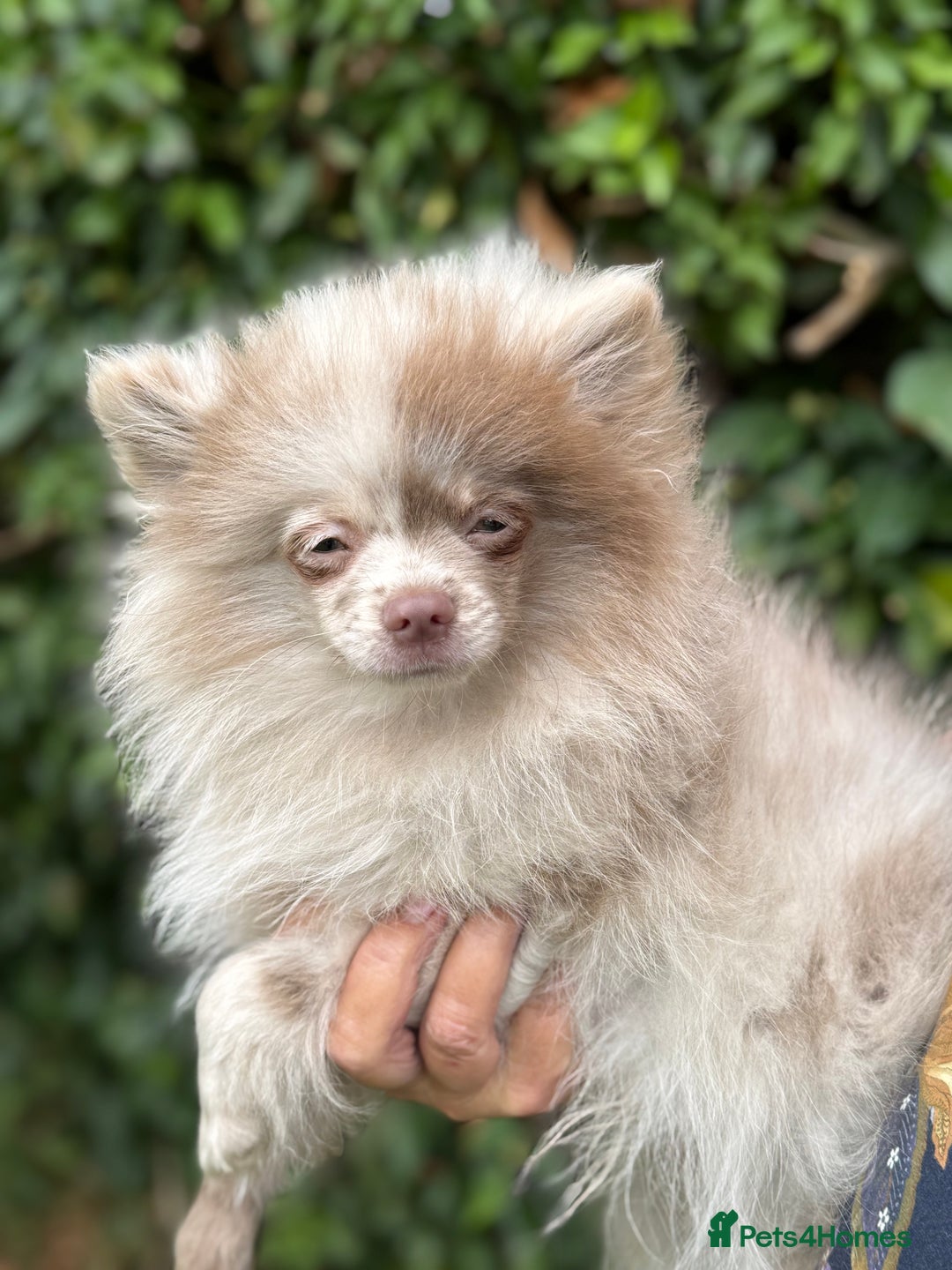 Pomeranian dogs for sale: BEAUTIFUL POMERANIAN BOY PUPPIES  in Ongar - Image 2