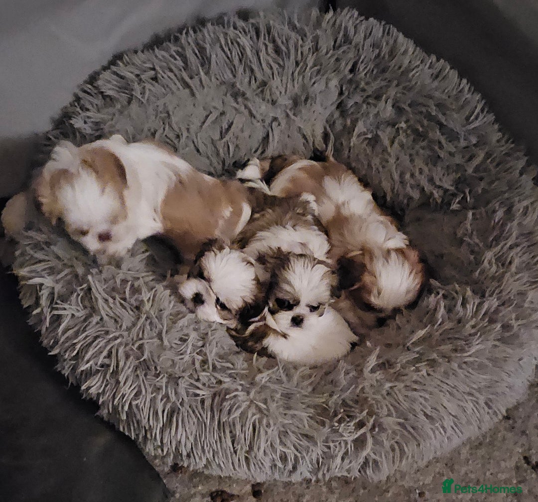 Mixed Breed dogs for sale: 4 beautiful little puppies chihuahua/shih tzu X - Advert 23